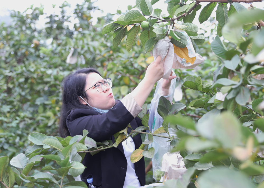 女职工们采摘水果体验田园乐趣